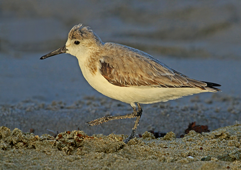 Sunlit Sandpiper   P O'Malley